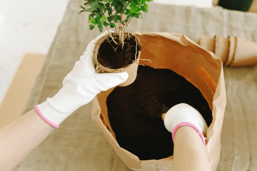 How plants can improve your physical health