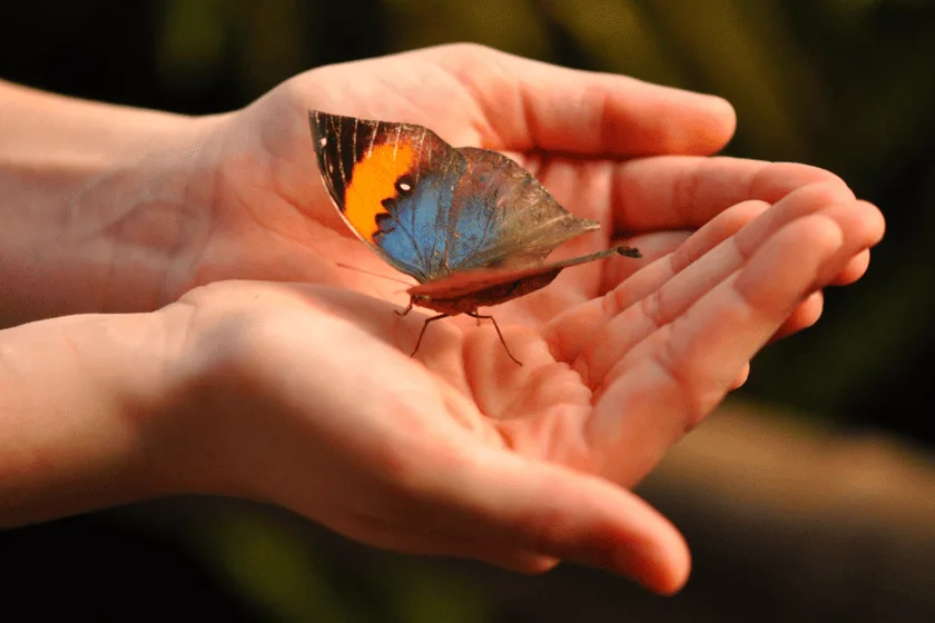 Spiritual Meaning of the Butterfly: Transformation and Renewal