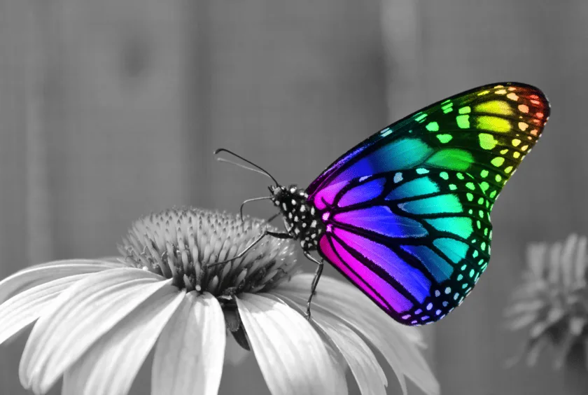 Spiritual Meaning of the Butterfly: Transformation and Renewal