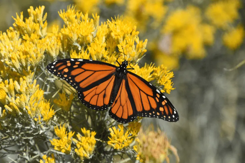 Spiritual Meaning of the Butterfly: Transformation and Renewal