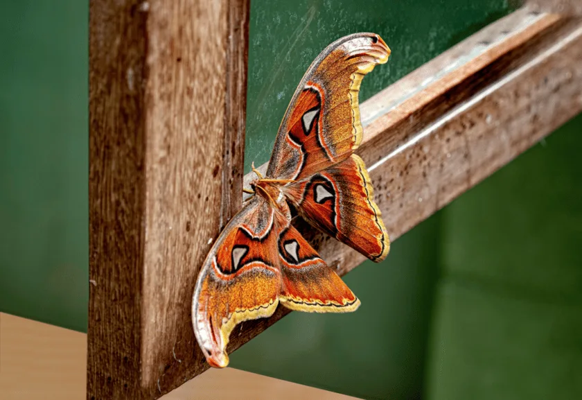 Spiritual Meaning of the Butterfly: Transformation and Renewal